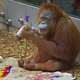 Image for article titled Is Art Adaptive? The Evolution of Creativity